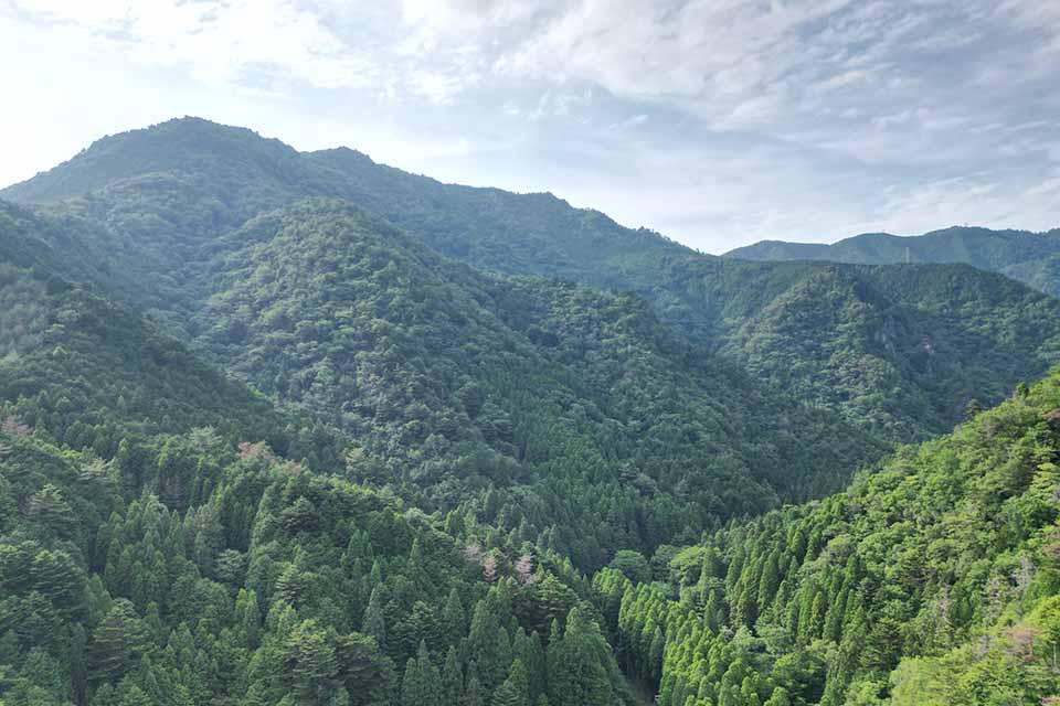 森を育てる活動