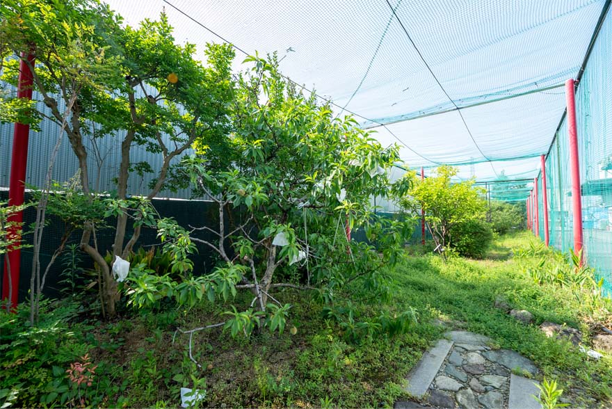 果物も植えてあり実がなると収穫します